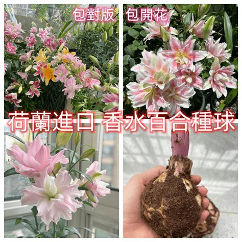 百合花 招財|9種超招財花卉指南：讓你的錢包瞬間爆滿 